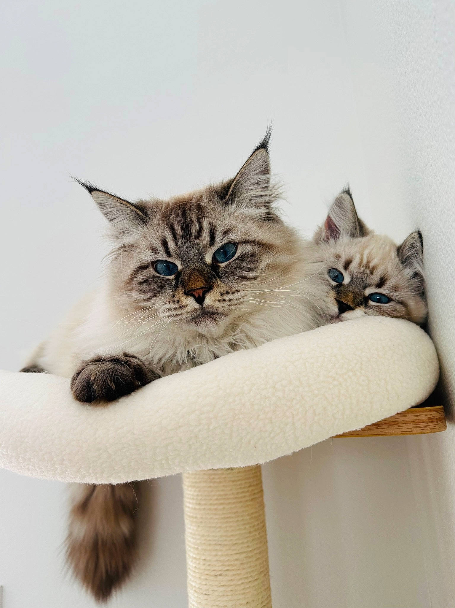 Hudson joined the competition — help win amazing prizes! box, carnivore, cat, cat_bed, cat_supply, comfort, couch, domestic_short_haired_cat, drawer, fawn, felidae, fur, grey, paw, ragdoll, shelf, small_to_medium_sized_cats, tail, whiskers, wood