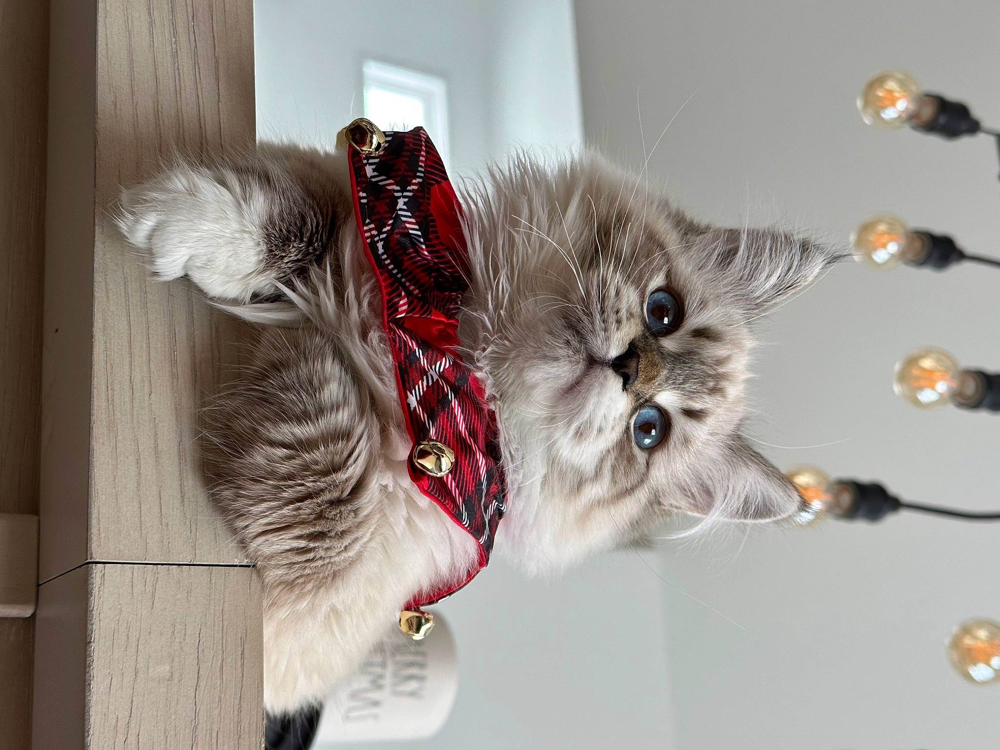 Hudson joined the competition — help win amazing prizes! canidae, carnivore, cat, cat_toy, christmas, christmas_ornament, claw, collar, domestic_short_haired_cat, fashion_accessory, felidae, fur, ornament, paw, small_to_medium_sized_cats, snout, tail, twig, whiskers, window