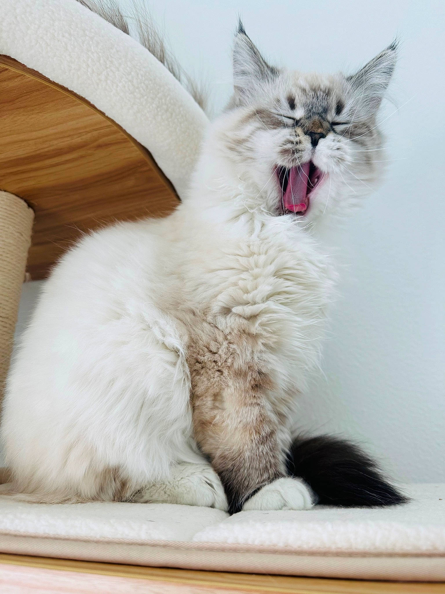 Hudson joined the competition — help win amazing prizes! carnivore, cat, claw, comfort, eye, fang, felidae, fur, gesture, paw, small_to_medium_sized_cats, snout, tail, terrestrial_animal, whiskers, window