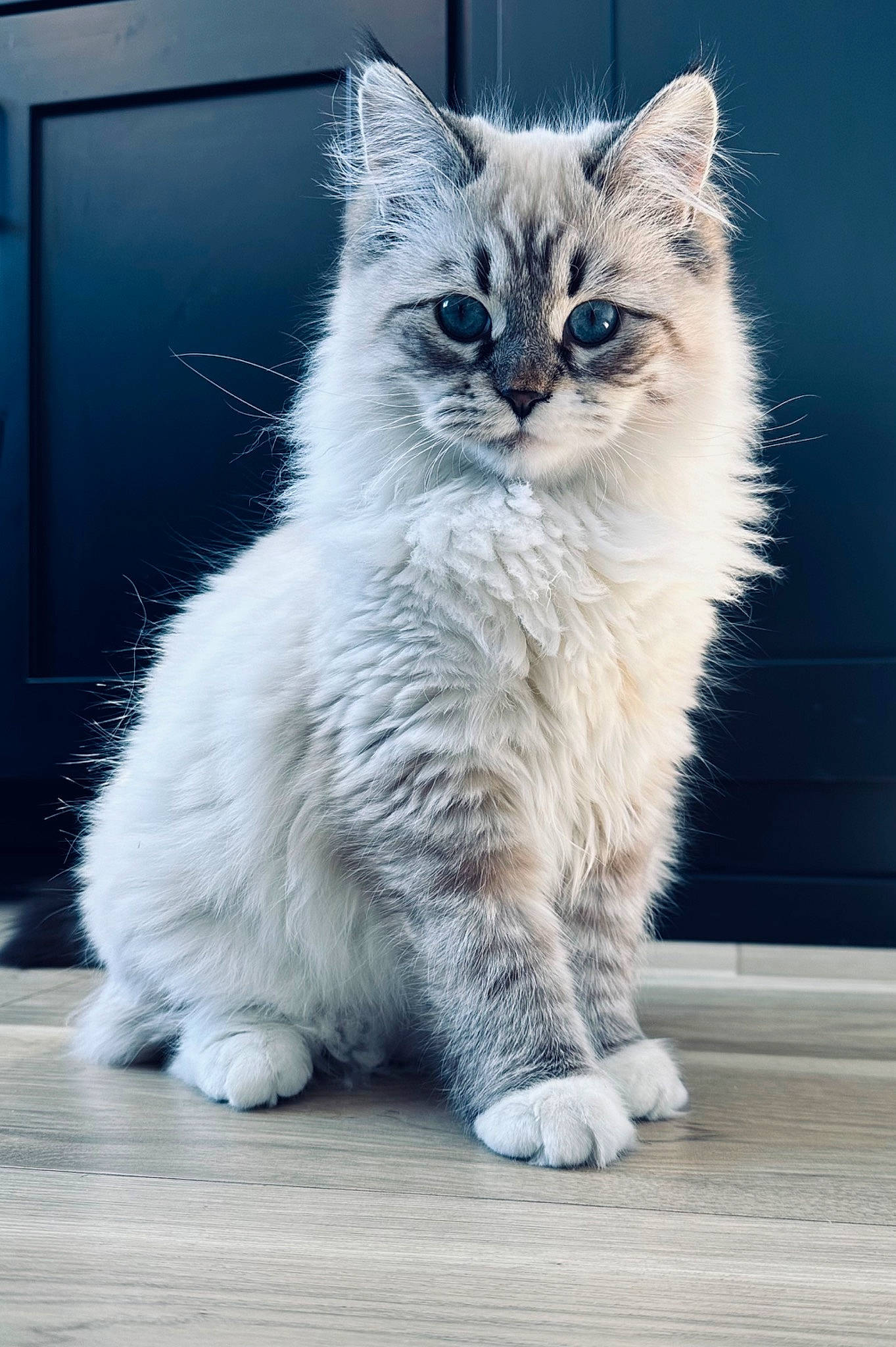 Hudson is registered to the contest to win money with this photo: british_longhair, carnivore, cat, claw, domestic_short_haired_cat, electric_blue, felidae, fur, paw, sitting, small_to_medium_sized_cats, snout, tail, terrestrial_animal, whiskers, window