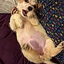 dog, puppy, lying_down, bed, paw, fur, collar, playful, cute, pet, animal, indoor, blanket, pattern, relaxed, shaved_belly, light_color, ears, face, mouth_open