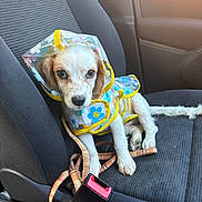 Malibu is registered to the contest to win money with this photo: puppy, dog, raincoat, car_seat, seatbelt, leash, pet, animal, cute, white_fur, brown_ear, small_dog, indoors, transportation, sitting, looking_at_camera, plastic, flower_pattern, yellow_trim, sunlight