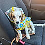 puppy, dog, raincoat, car_seat, seatbelt, leash, pet, animal, cute, white_fur, brown_ear, small_dog, indoors, transportation, sitting, looking_at_camera, plastic, flower_pattern, yellow_trim, sunlight