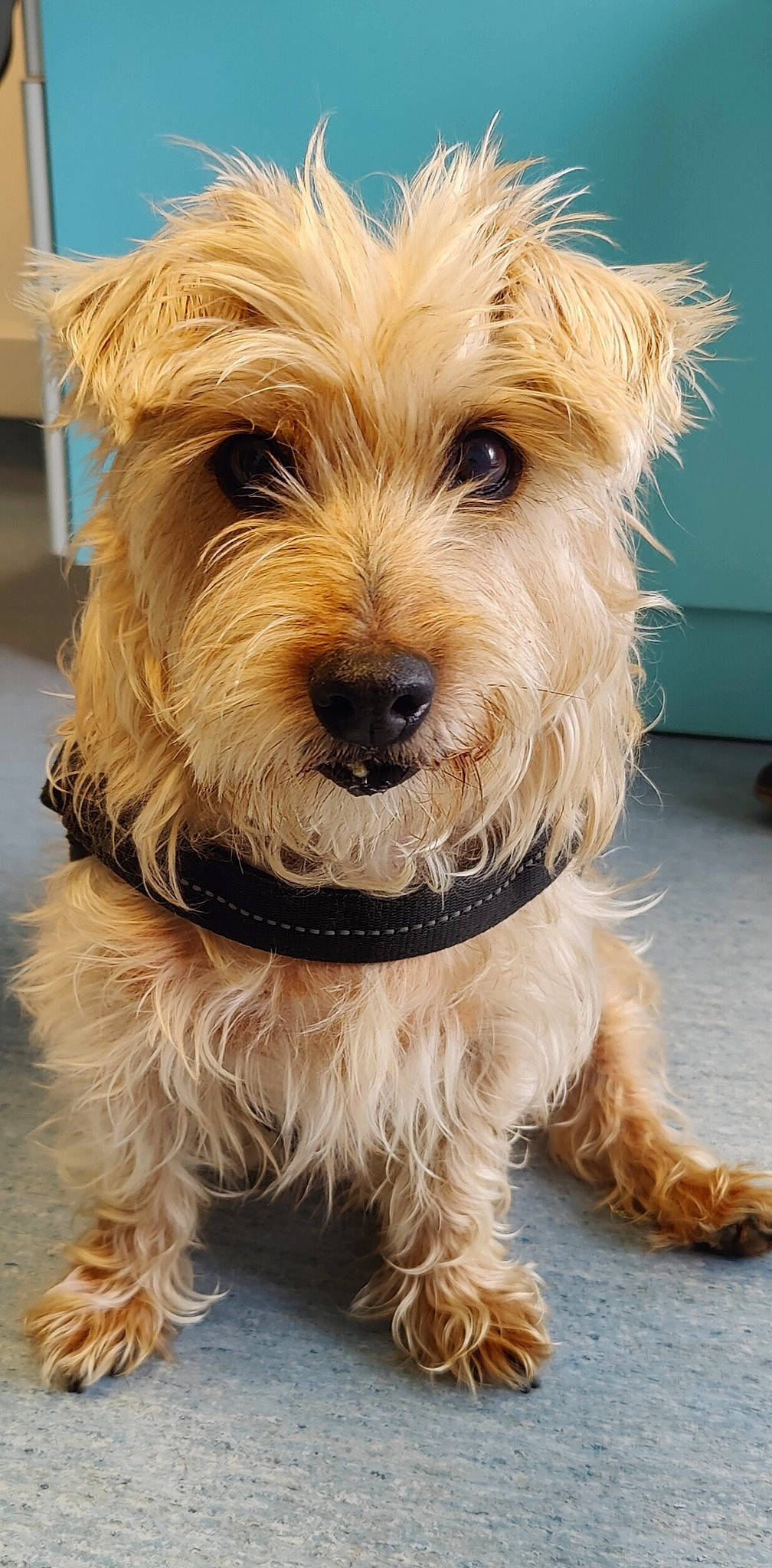 Guizmo participe au concours pour gagner de l'argent avec cette photo : canidae, carnivore, collar, companion_dog, dog, dog_breed, dog_collar, dog_supply, fashion_accessory, fawn, fur, liver, maltepoo, pet_supply, small_terrier, snout, sporting_group, terrier, toy_dog, working_animal