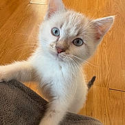 Pacha a rejoint le concours — aidez-le/la à gagner de superbes lots ! kitten, cat, blue_eyes, curious, paw, soft, grey, wooden_floor, young, pet, feline, whiskers, indoor, closeup, cute, animal, fur, portrait, playful, domestic