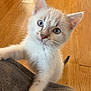 kitten, cat, blue_eyes, curious, paw, soft, grey, wooden_floor, young, pet, feline, whiskers, indoor, closeup, cute, animal, fur, portrait, playful, domestic