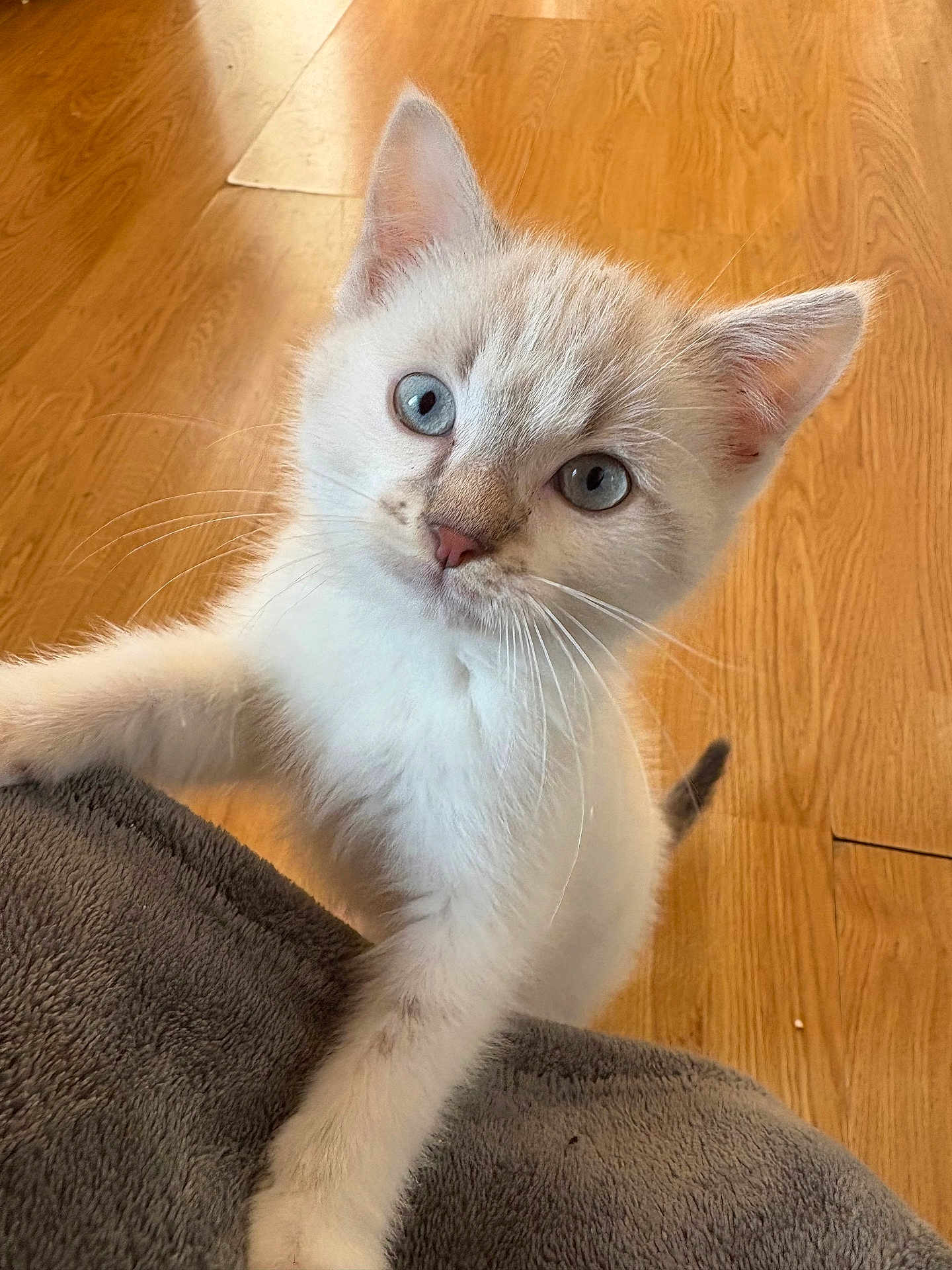 Pacha a rejoint le concours — aidez-le/la à gagner de superbes lots ! kitten, cat, blue_eyes, curious, paw, soft, grey, wooden_floor, young, pet, feline, whiskers, indoor, closeup, cute, animal, fur, portrait, playful, domestic