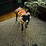 black_dog, blanket, cabinet, carpet, colorful, costume, decor, dog, furniture, happy, indoor, living_room, pet, playful, rope_toy, shelf, smiling, toy, white_spots, wooden_floor