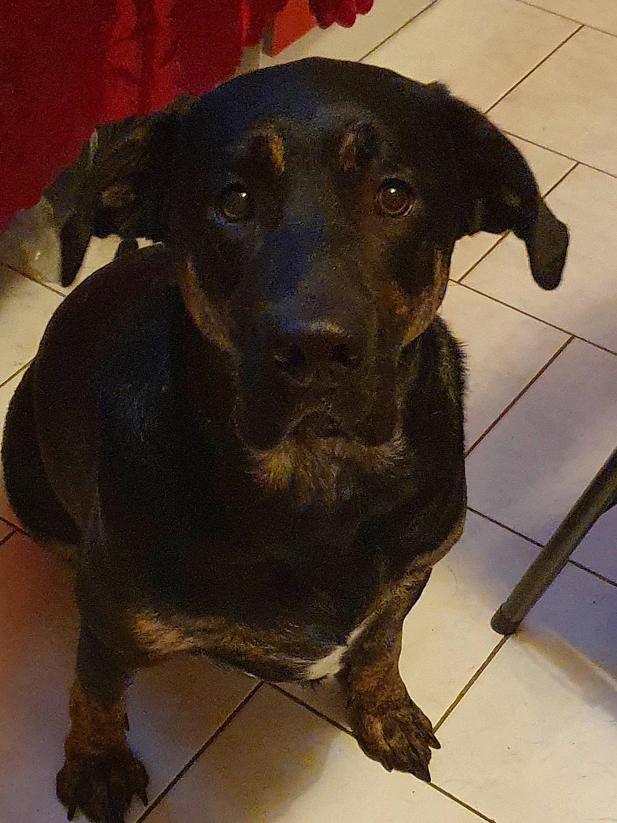 Mako a rejoint le concours — aidez-le/la à gagner de superbes lots ! borador, canidae, carnivore, collar, companion_dog, dog, dog_breed, dog_collar, fawn, flooring, fur, guard_dog, hat, hunting_dog, liver, pet_supply, snout, sporting_group, working_animal, working_dog