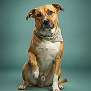 Dobbie joined the competition — help win amazing prizes! dog, brown_dog, sitting, bandana, pet, animal, studio, portrait, paw, raised_paw, cute, expressive_eyes, canine, mammal, indoor, teal_background, photography, looking_at_camera, friendly, well_groomed