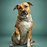 dog, brown_dog, sitting, bandana, pet, animal, studio, portrait, paw, raised_paw, cute, expressive_eyes, canine, mammal, indoor, teal_background, photography, looking_at_camera, friendly, well_groomed