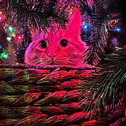 Reki is registered to the contest to win money with this photo: animal, basket, cat, christmas_lights, closeup, colorful_lights, curious, cute, decorations, feline, festive, greenery, holiday, indoor, ornaments, pet, pine_branches, pink_lighting, playful, whiskers