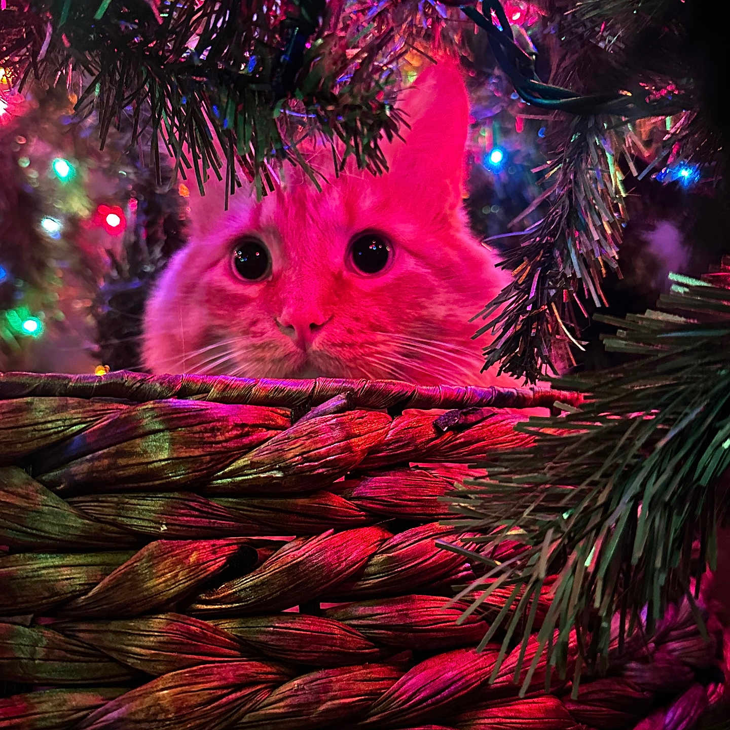 Reki is registered to the contest to win money with this photo: animal, basket, cat, christmas_lights, closeup, colorful_lights, curious, cute, decorations, feline, festive, greenery, holiday, indoor, ornaments, pet, pine_branches, pink_lighting, playful, whiskers