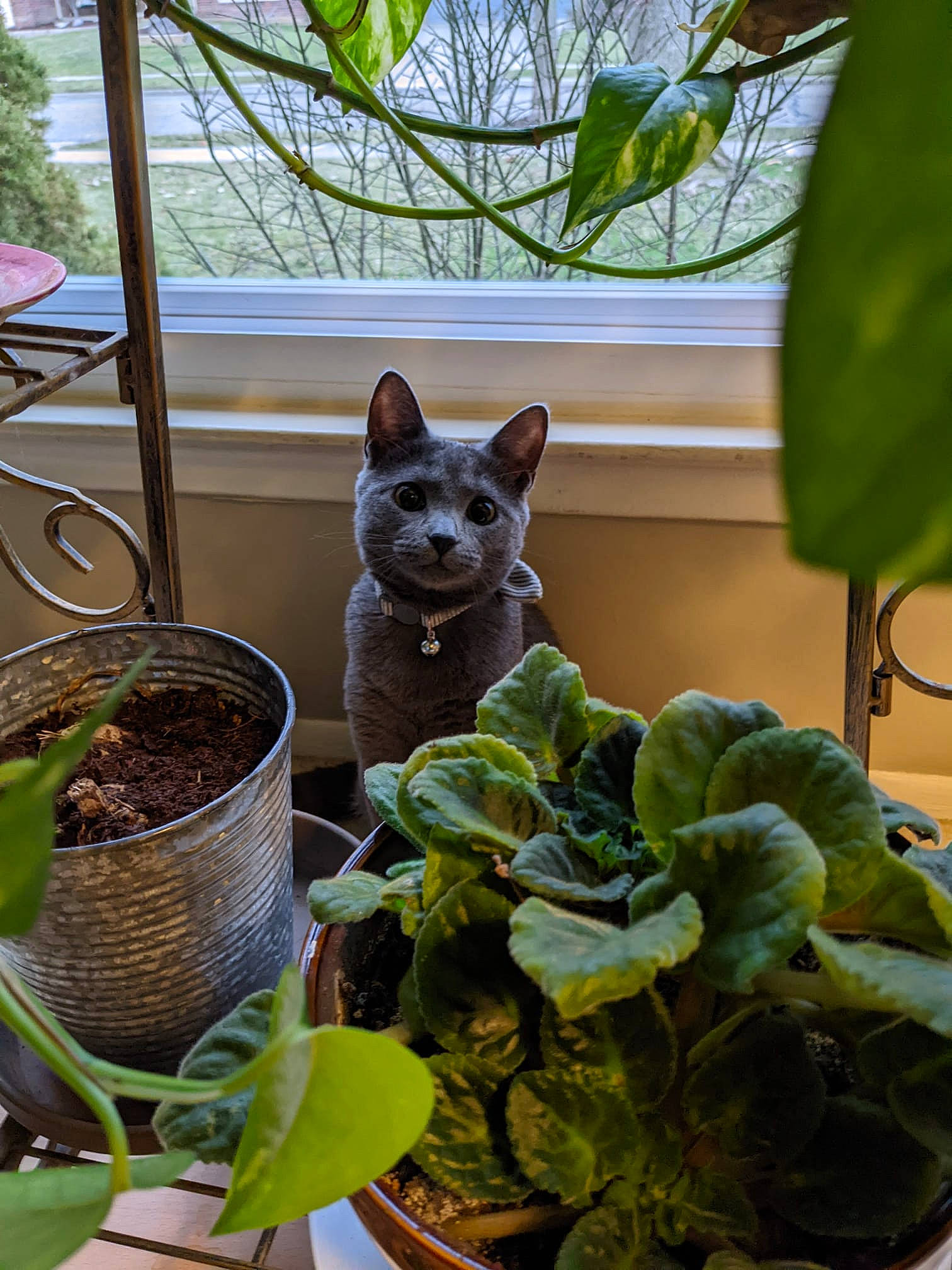 Bagheera is registered to the contest to win money with this photo: annual_plant, carnivore, cat, domestic_short_haired_cat, fawn, felidae, flowerpot, grass, green, herb, houseplant, ingredient, leaf_vegetable, plant, romaine_lettuce, small_to_medium_sized_cats, tail, terrestrial_plant, whiskers, wood