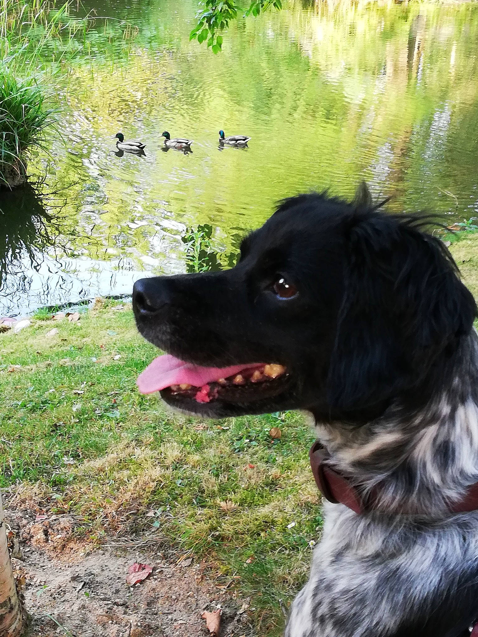 Elfie participe au concours pour gagner de l'argent avec cette photo : blue_picardy_spaniel, boykin_spaniel, canidae, carnivore, dog, dog_breed, french_spaniel, german_longhaired_pointer, german_spaniel, grass, hunting_dog, large_munsterlander, picardy_spaniel, rare_breed_dog, russian_spaniel, small_munsterlander, spaniel, sporting_group, stabyhoun, wetterhoun