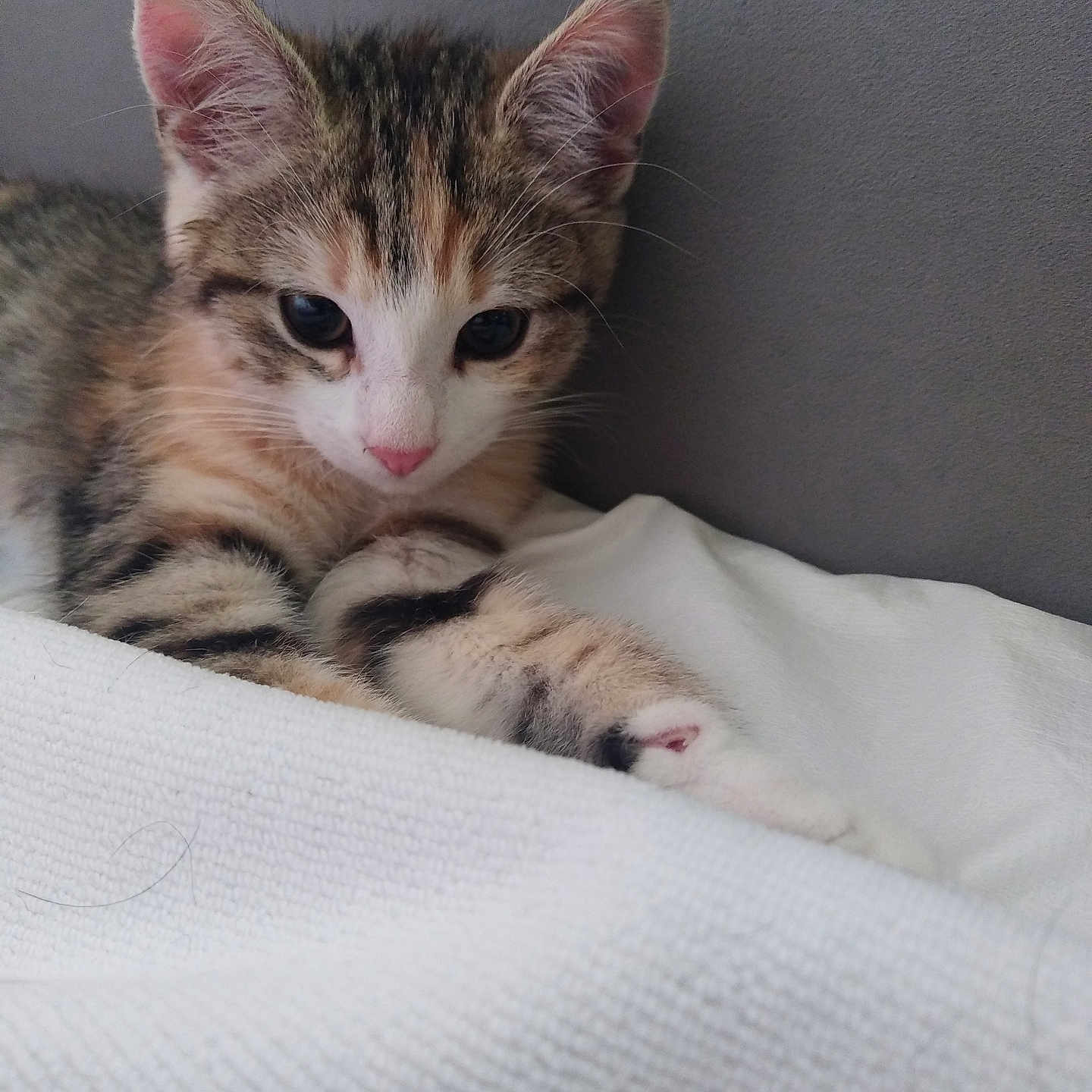 Maya