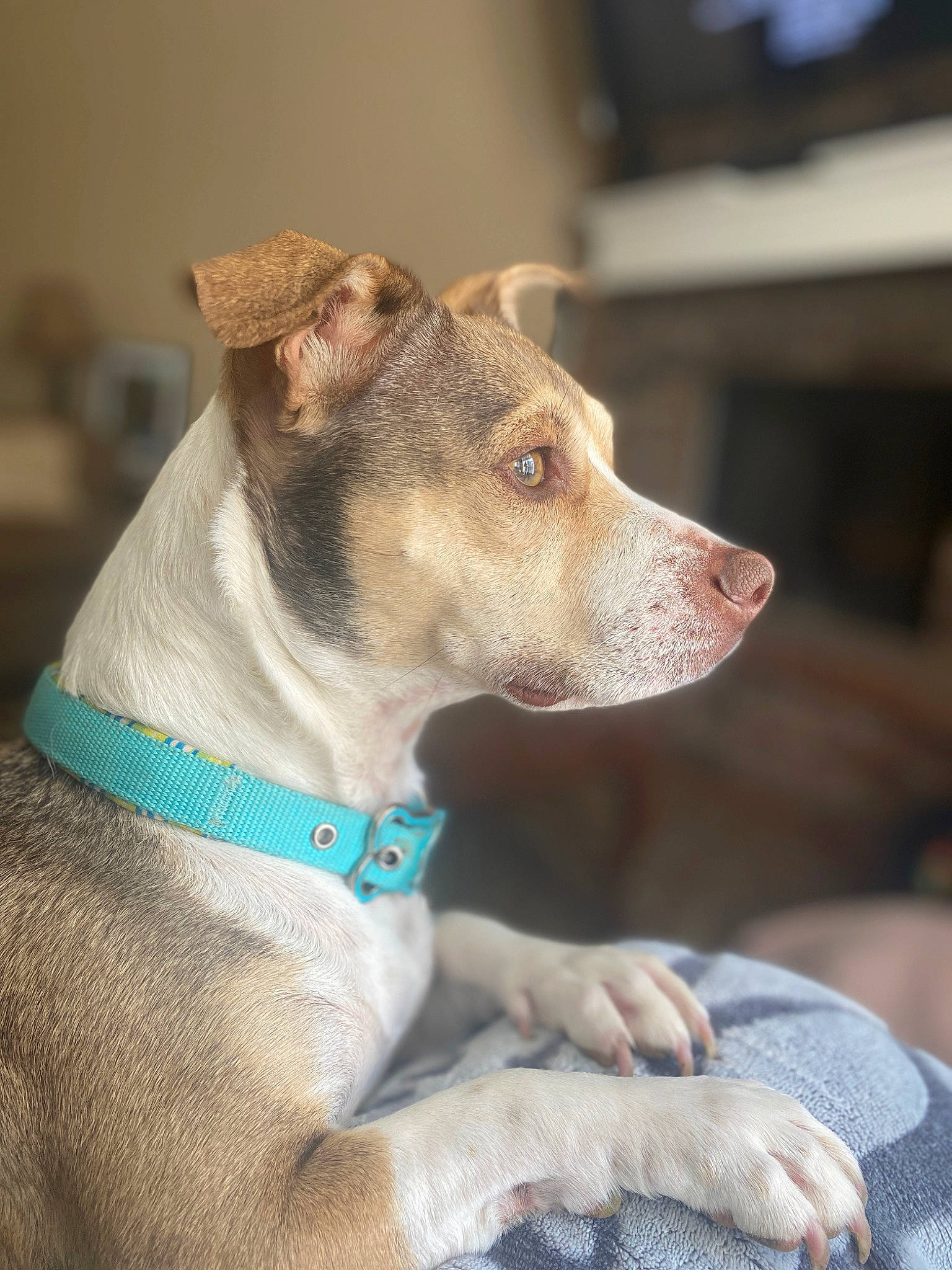 Lucy joined the competition — help win amazing prizes! canidae, carnivore, dog, dog_breed, dog_collar, ear, fawn, feist, mammal, potcake_dog, puppy, rare_breed_dog, snout, sporting_group, vertebrate, whiskers