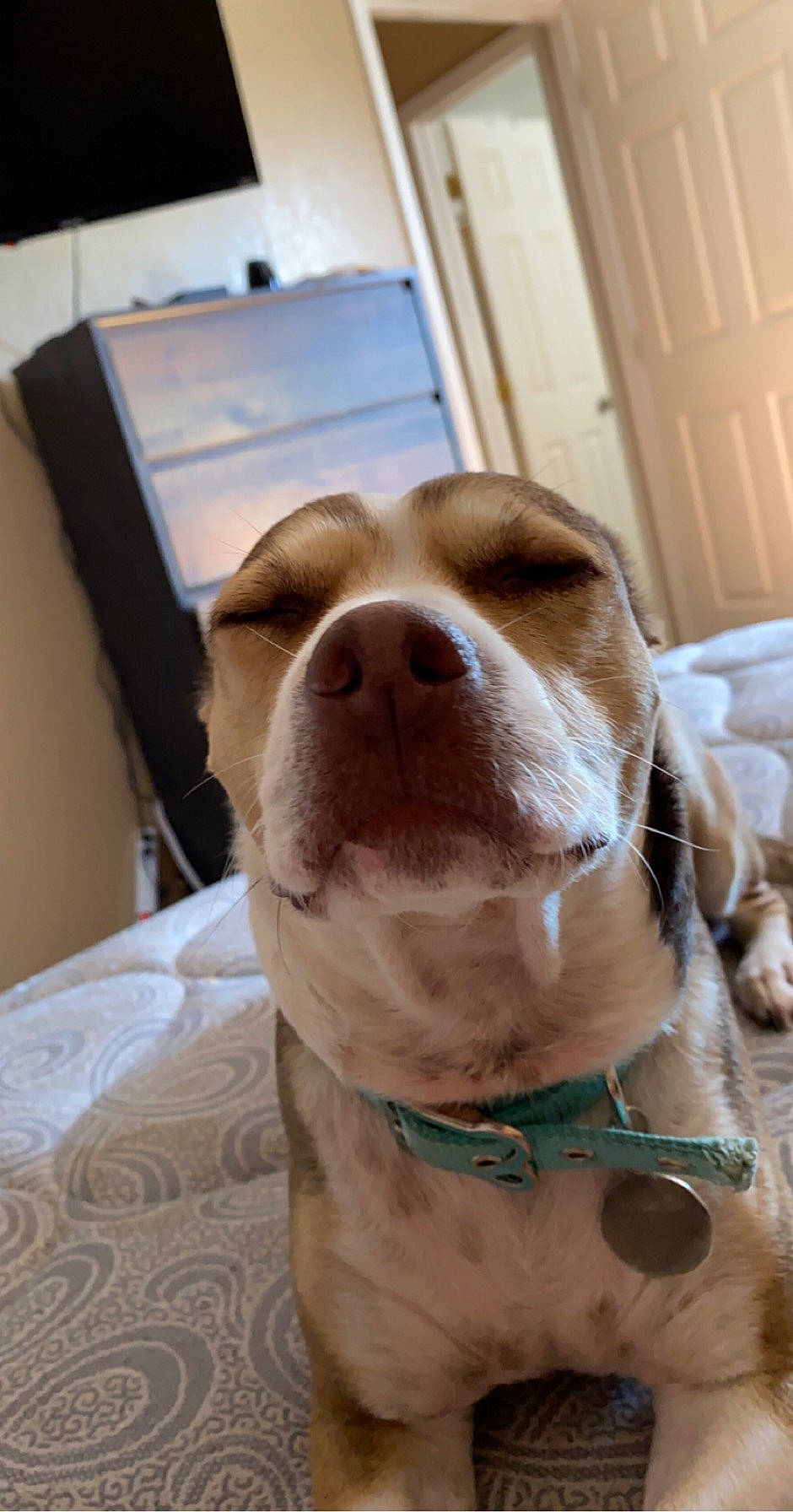 Lucy is registered to the contest to win money with this photo: american_bulldog, american_pit_bull_terrier, american_staffordshire_terrier, bulldog, canidae, carnivore, companion_dog, dog, dog_breed, fawn, mammal, non_sporting_group, nose, pit_bull, snout, sporting_group, whiskers