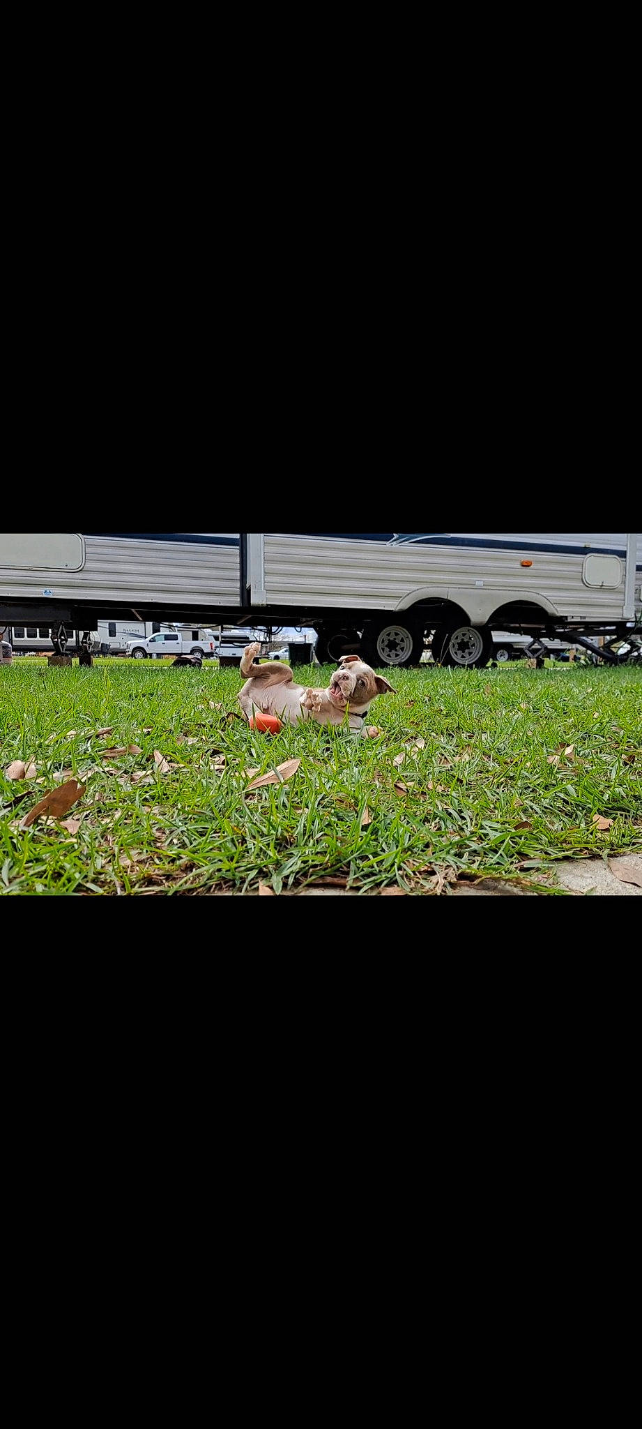 Rip joined the competition — help win amazing prizes! asphalt, field, grass, grass_family, grassland, horizon, landscape, lawn, mammal, meadow, natural_landscape, pasture, plant, rectangle, road, rolling, soil, tints_and_shades, tire, wheel