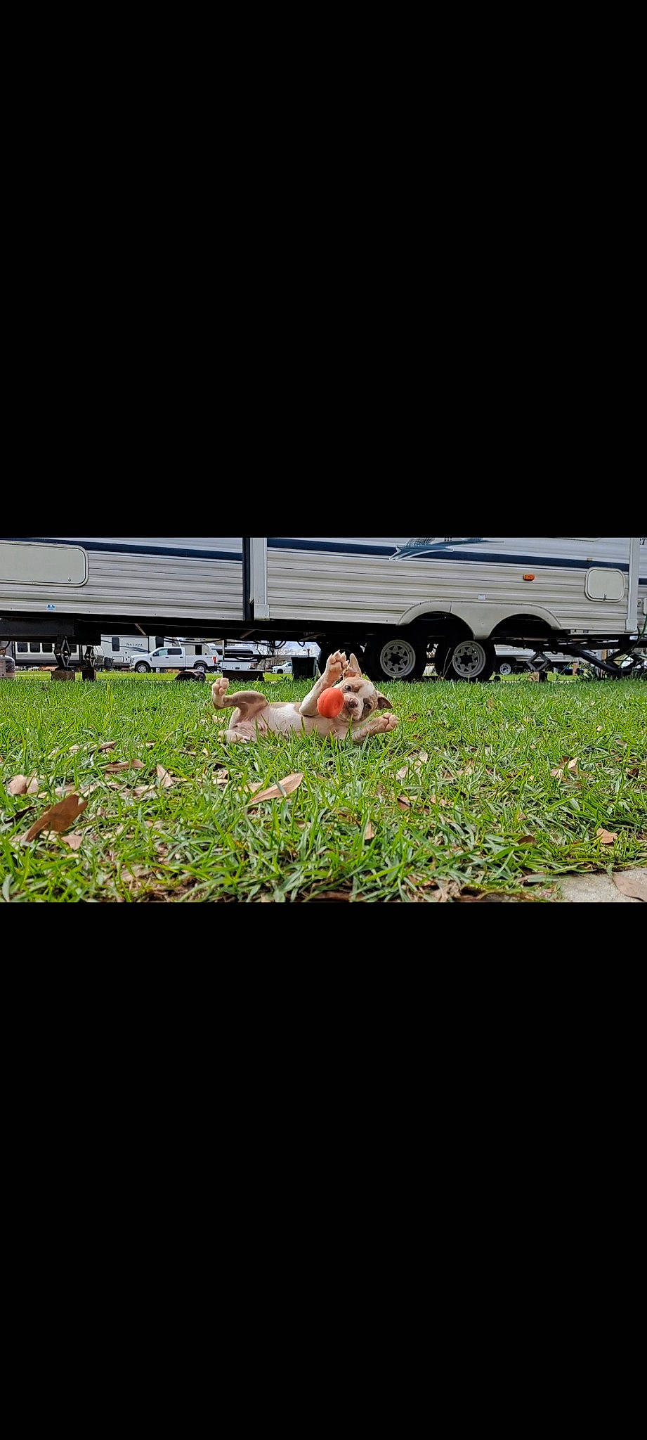 Rip is registered to the contest to win money with this photo: asphalt, field, flooring, grass, grass_family, grassland, landscape, lawn, pasture, people_in_nature, plant, prairie, rectangle, shadow, shrub, soil, tints_and_shades, tire, wheel, wildlife