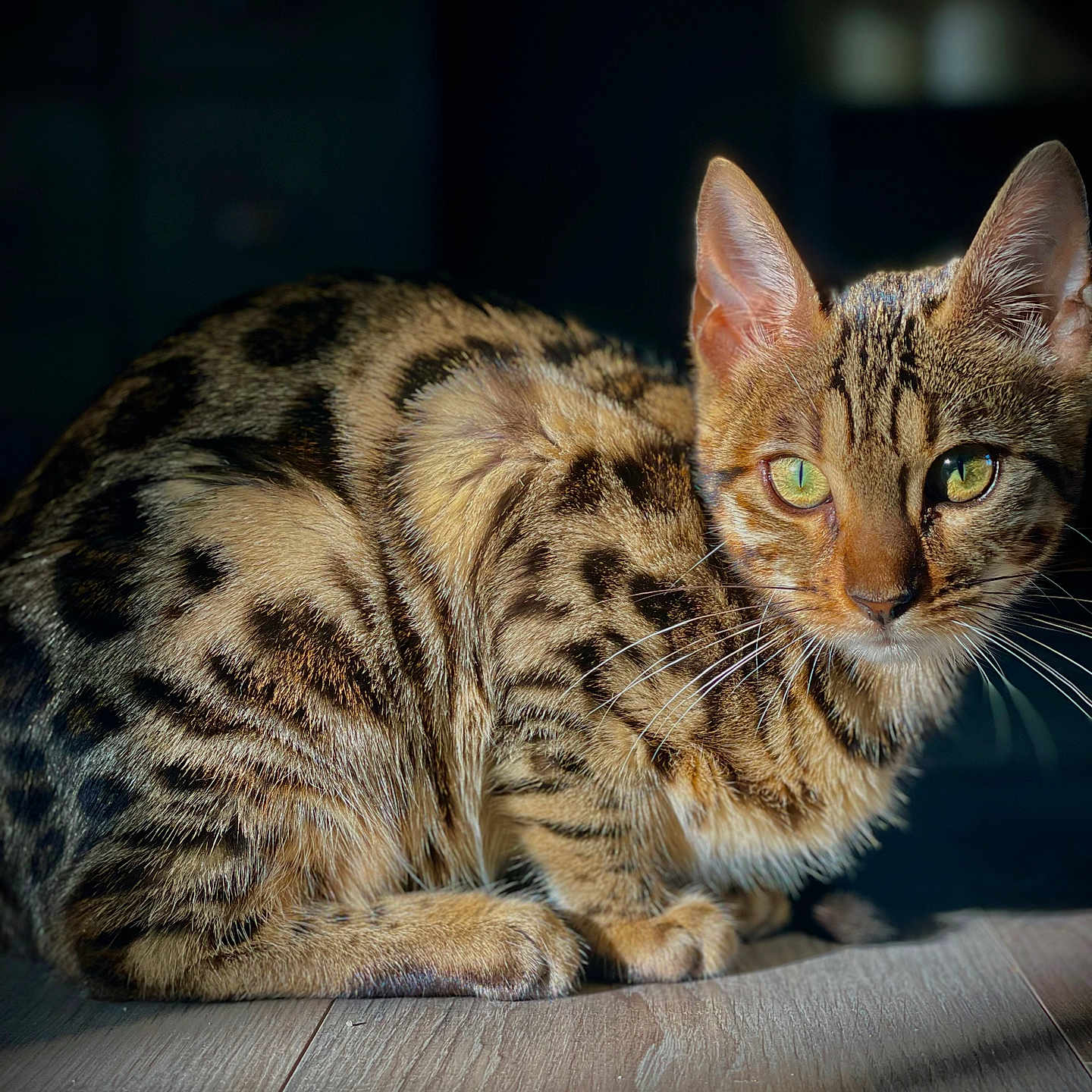 Ziris participe au concours pour gagner de l'argent avec cette photo : abyssinian, animal, cat, egyptiancat, kitten, manx, ocelot, pet