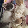 kitten, cat, sleeping, gray_and_white, fluffy, stuffed_animal, plush_toy, bunny, cuddling, snuggling, cozy, blanket, pink, indoor, pet, cute, resting, closeup, fur, paw
