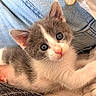 Bella a rejoint le concours — aidez-le/la à gagner de superbes lots ! kitten, cat, gray_and_white, pet, animal, close_up, portrait, blue_eyes, whiskers, pink_nose, fur, paws, indoors, blanket, denim, cuddly, cute, relaxed, looking_at_camera, sleeping_area
