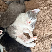 Bella participe au concours pour gagner de l'argent avec cette photo : kitten, cat, sleeping, white_cat, gray_cat, black_cat, tabby, fur, whiskers, pink_nose, closed_eyes, paws, tail, siblings, cuddling, blanket, plush, cozy, indoors, animal_portrait