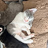 kitten, cat, sleeping, white_cat, gray_cat, black_cat, tabby, fur, whiskers, pink_nose, closed_eyes, paws, tail, siblings, cuddling, blanket, plush, cozy, indoors, animal_portrait