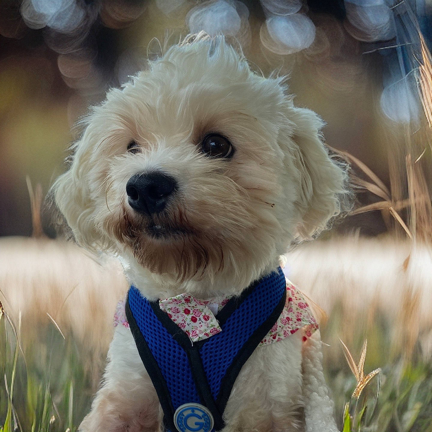 Italia is registered to the contest to win money with this photo: bow_tie, canidae, carnivore, collar, companion_dog, dog, dog_breed, dog_clothes, dog_collar, dog_supply, fawn, fur, happy, leash, small_terrier, snout, sporting_group, terrier, toy_dog, working_animal