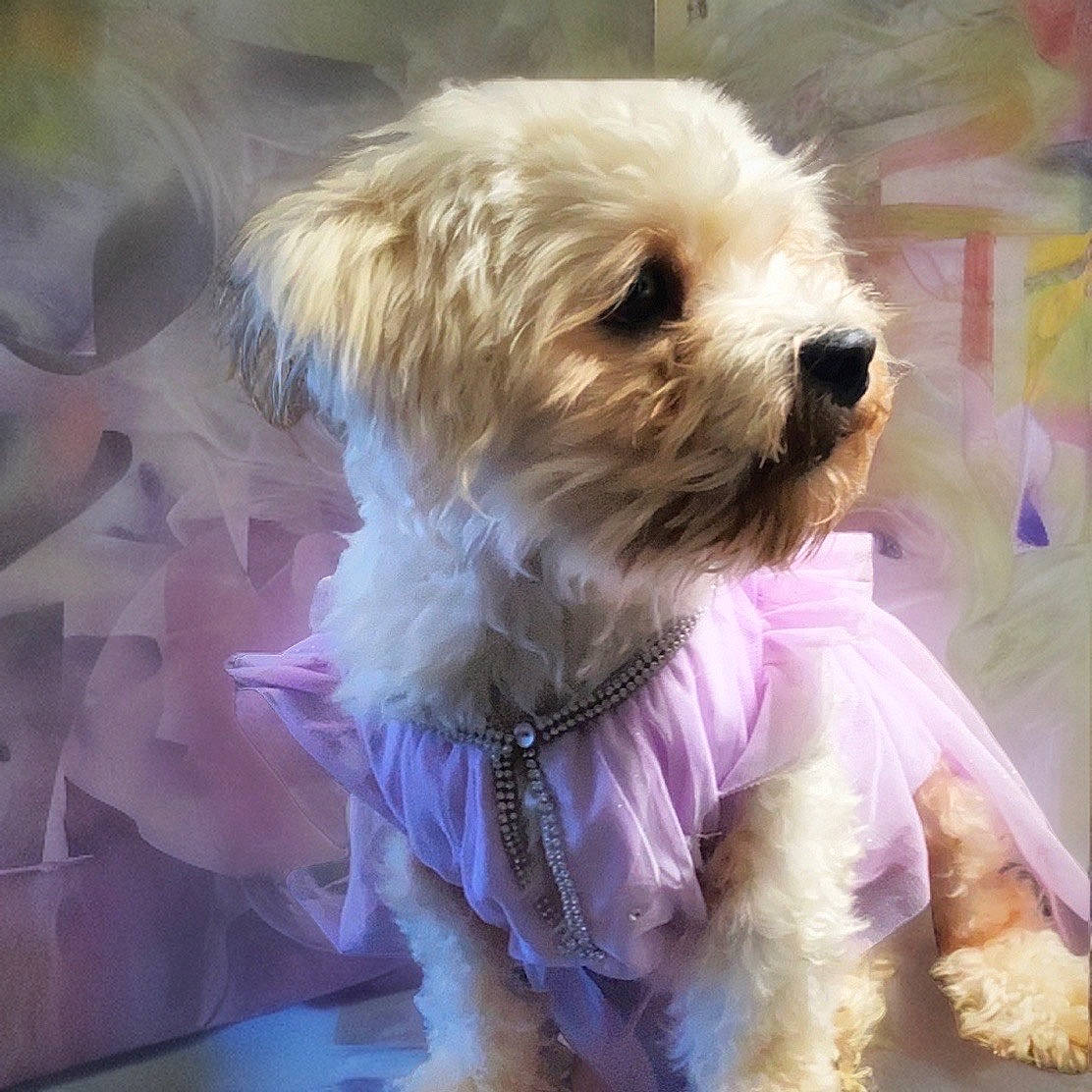 Italia joined the competition — help win amazing prizes! canidae, carnivore, cockapoo, collar, companion_dog, dog, dog_breed, dog_clothes, dog_collar, dog_supply, fur, labradoodle, maltepoo, puppy_love, small_terrier, sporting_group, terrier, toy_dog, working_animal, yorkipoo