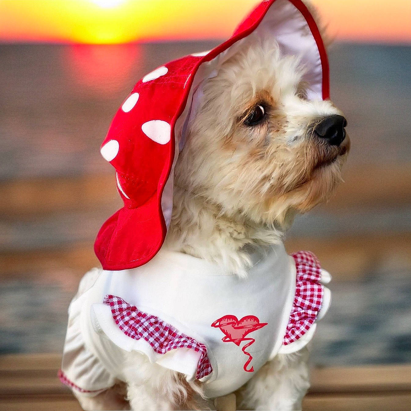 Italia joined the competition — help win amazing prizes! carnivore, collar, companion_dog, dog, dog_breed, dog_clothes, dog_collar, dog_supply, event, fashion_accessory, fawn, fur, glasses, happy, leash, pet_supply, puppy_love, snout, toy_dog, working_animal