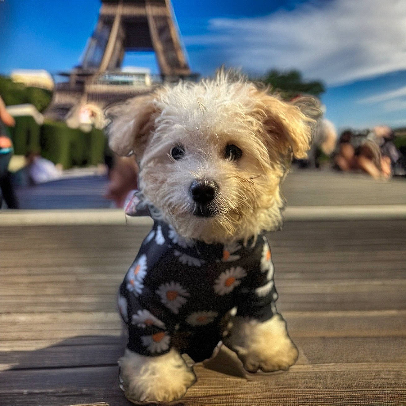 Jinx is registered to the contest to win money with this photo: asphalt, canidae, carnivore, cloud, companion_dog, dog, dog_breed, dog_clothes, dog_collar, dog_supply, fur, labradoodle, leash, road_surface, sky, small_terrier, snout, sporting_group, terrier, toy_dog