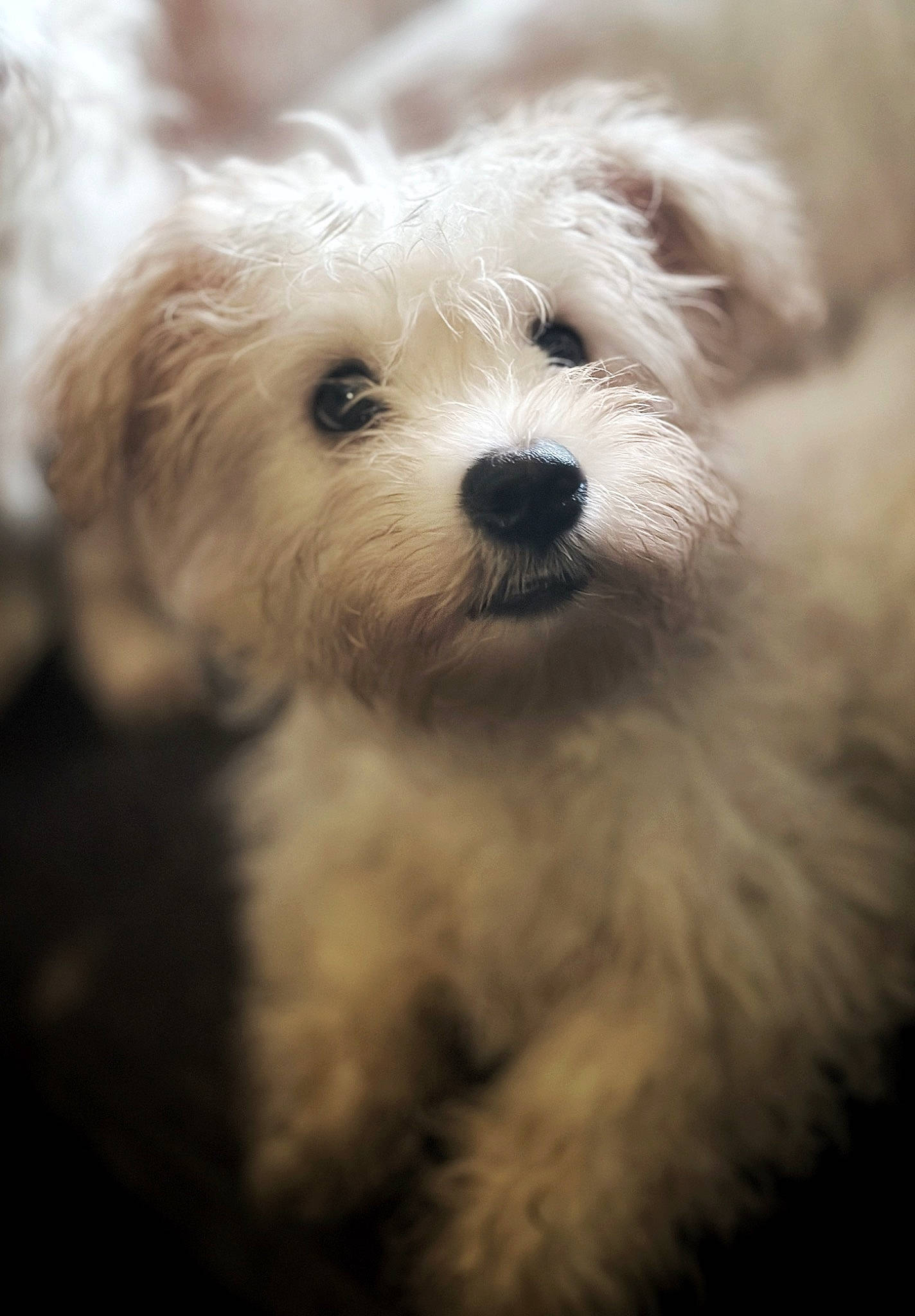 Jinx is registered to the contest to win money with this photo: canidae, carnivore, companion_dog, dog, dog_breed, fur, maltepoo, non_sporting_group, plant, small_terrier, sporting_group, terrier, toy_dog, water_dog, working_animal