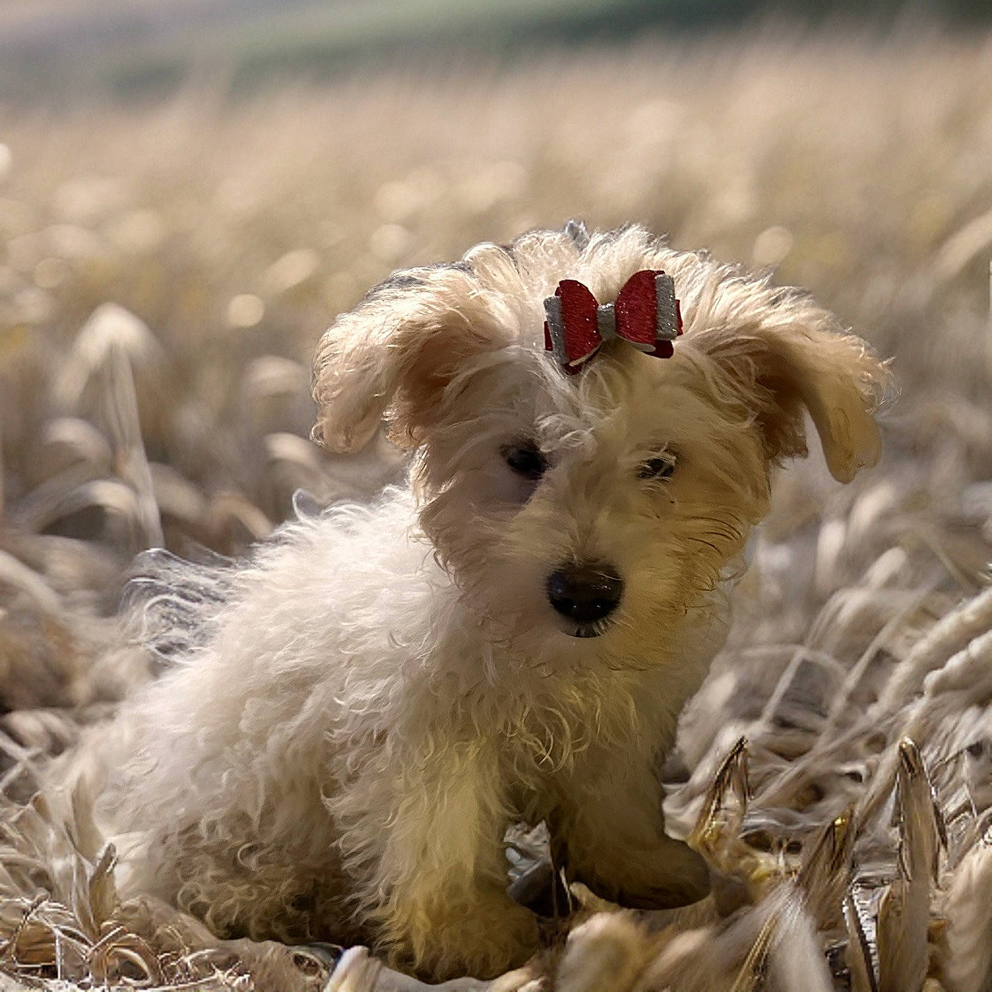 Jinx joined the competition — help win amazing prizes! ancient_dog_breeds, australian_terrier, biewer_terrier, canidae, carnivore, companion_dog, dog, dog_breed, dog_clothes, dog_collar, dog_supply, grass, irish_terrier, small_terrier, snout, sporting_group, terrier, toy, toy_dog, working_animal