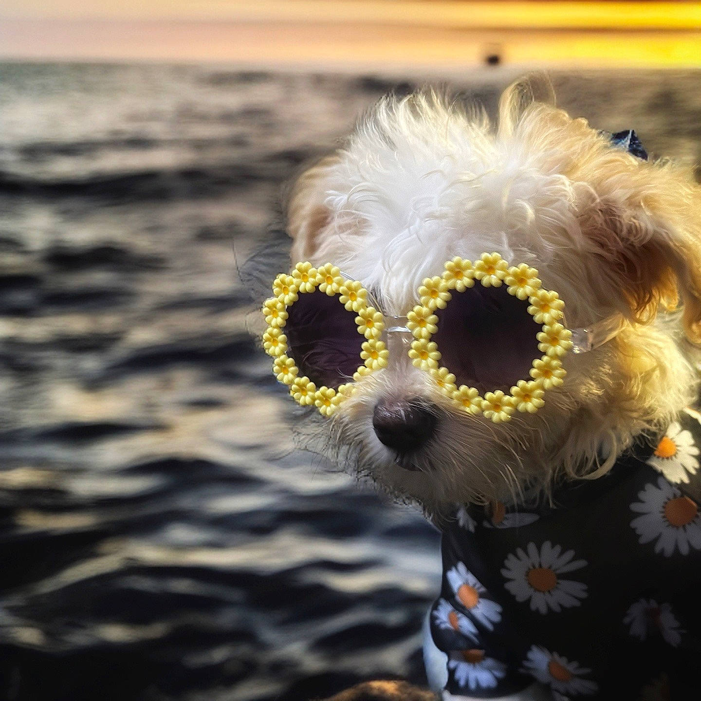Jinx joined the competition — help win amazing prizes! cut_flowers, event, eye, eyewear, fashion_accessory, flower, fur, grass, happy, jewellery, macro_photography, metal, pattern, petal, plant, sky, snout, sunglasses, vision_care, visual_arts