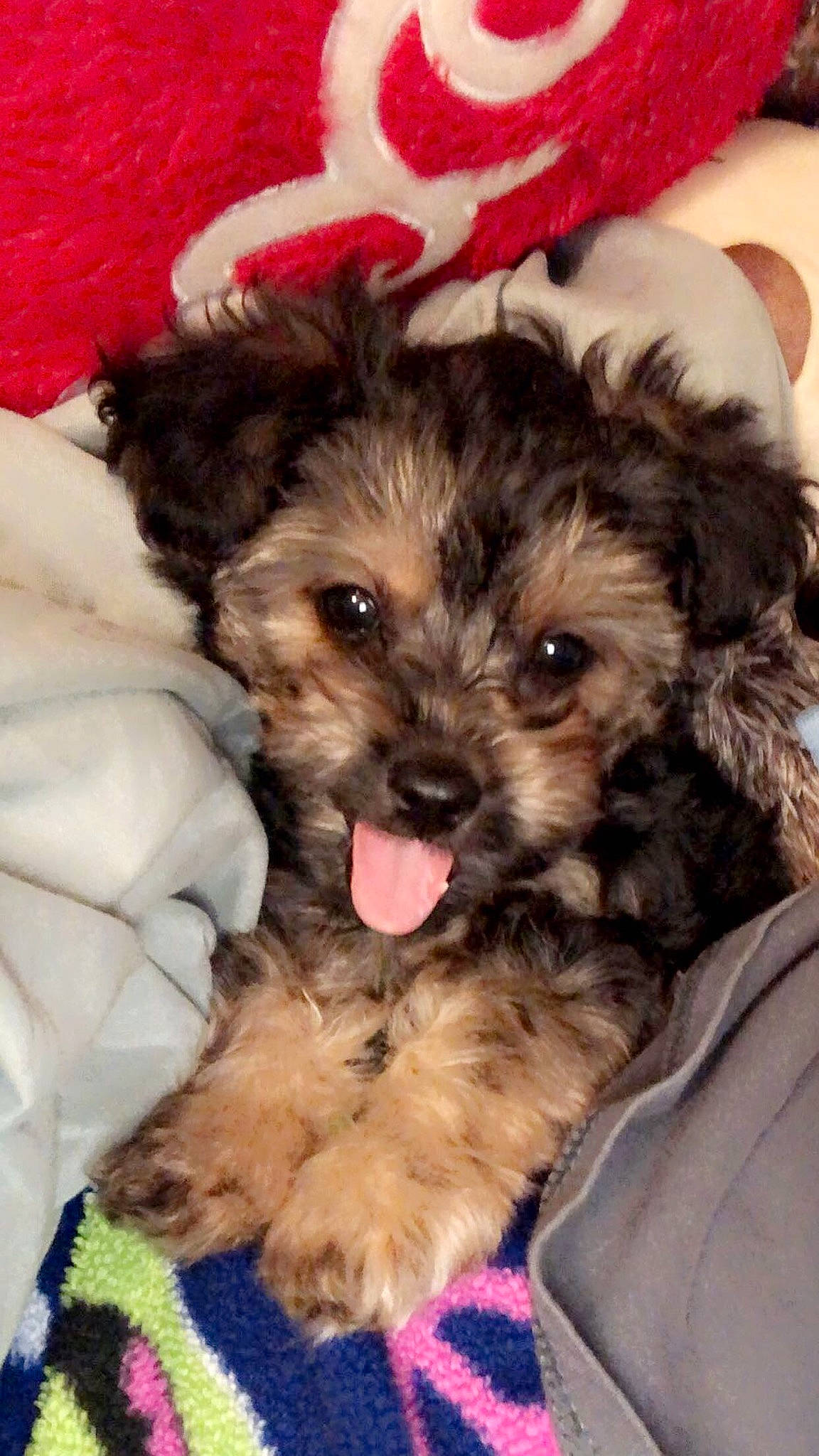 Phoebe is registered to the contest to win money with this photo: bolonka, canidae, carnivore, cockapoo, companion_dog, dog, dog_breed, maltepoo, mammal, morkie, poodle_crossbreed, puppy, puppy_love, schnoodle, snout, sporting_lucas_terrier, terrier, vertebrate, yorkipoo, yorkshire_terrier