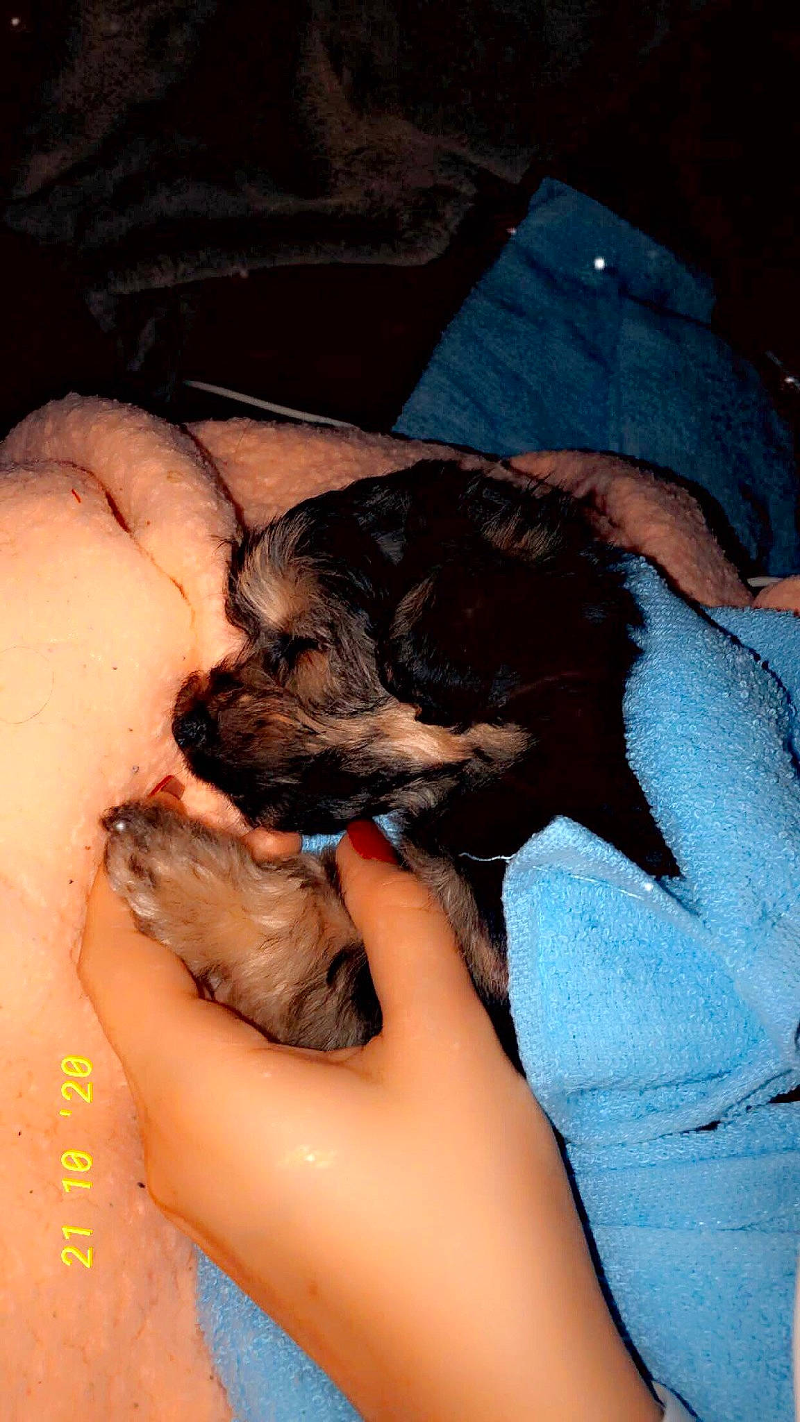 Phoebe is registered to the contest to win money with this photo: canidae, carnivore, companion_dog, dog, dog_breed, fawn, puppy, puppy_love, schnoodle, shih_tzu, sporting_group