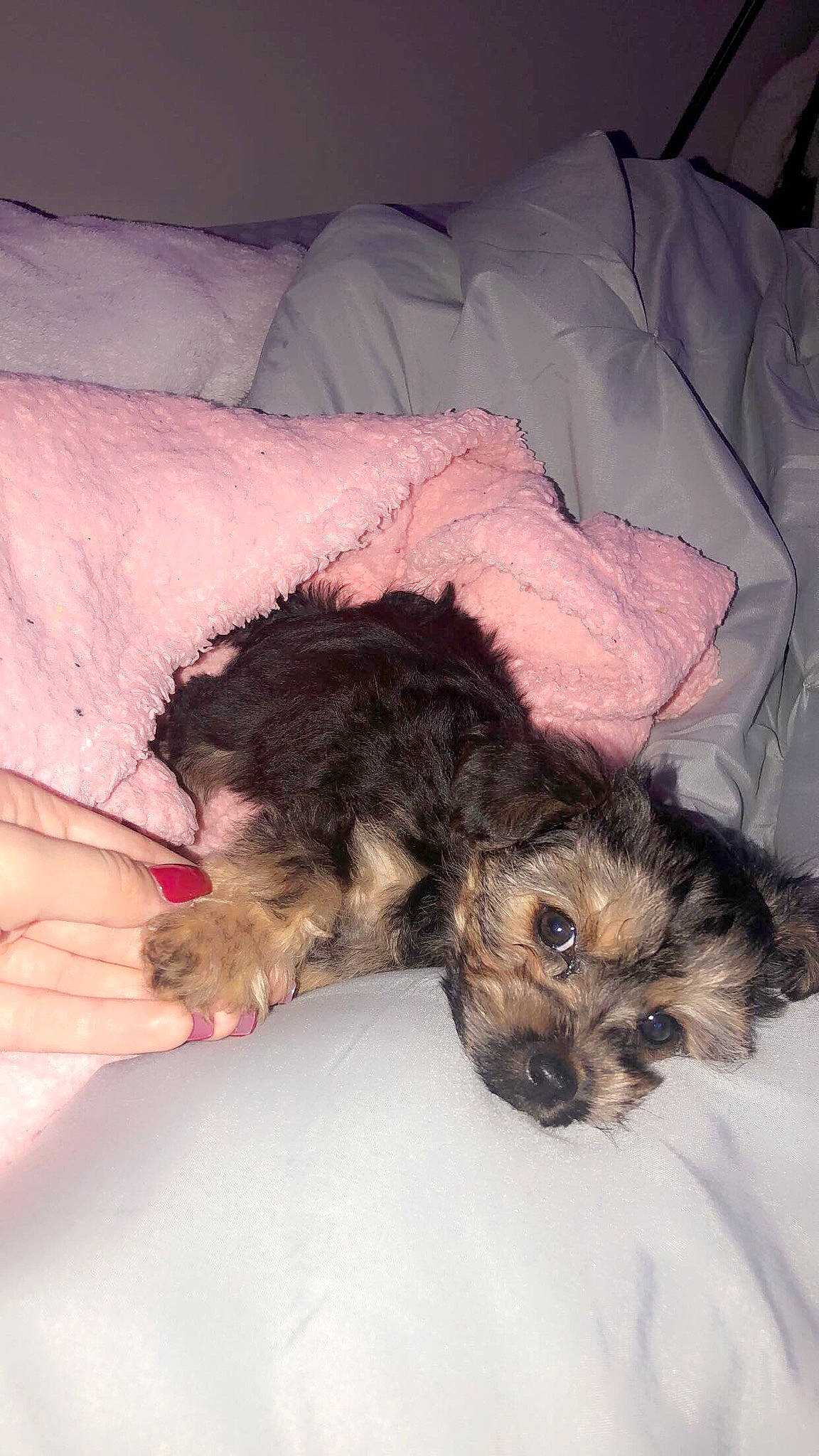 Phoebe joined the competition — help win amazing prizes! bolonka, canidae, carnivore, chinese_imperial_dog, companion_dog, dog, dog_breed, maltepoo, mammal, morkie, puppy, schnoodle, shih_tzu, sporting_group, sporting_lucas_terrier, terrier, toy_dog, vertebrate, yorkipoo, yorkshire_terrier