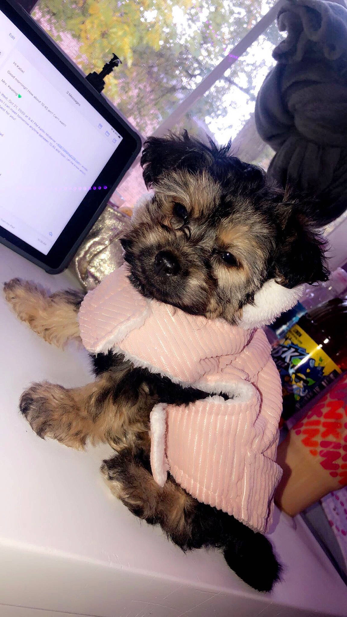 Phoebe joined the competition — help win amazing prizes! bolonka, cairn_terrier, canidae, carnivore, cavachon, companion_dog, dog, dog_breed, havanese, maltepoo, mammal, morkie, norwich_terrier, puppy, puppy_love, rare_breed_dog, schnoodle, shih_tzu, toy_dog, yorkipoo