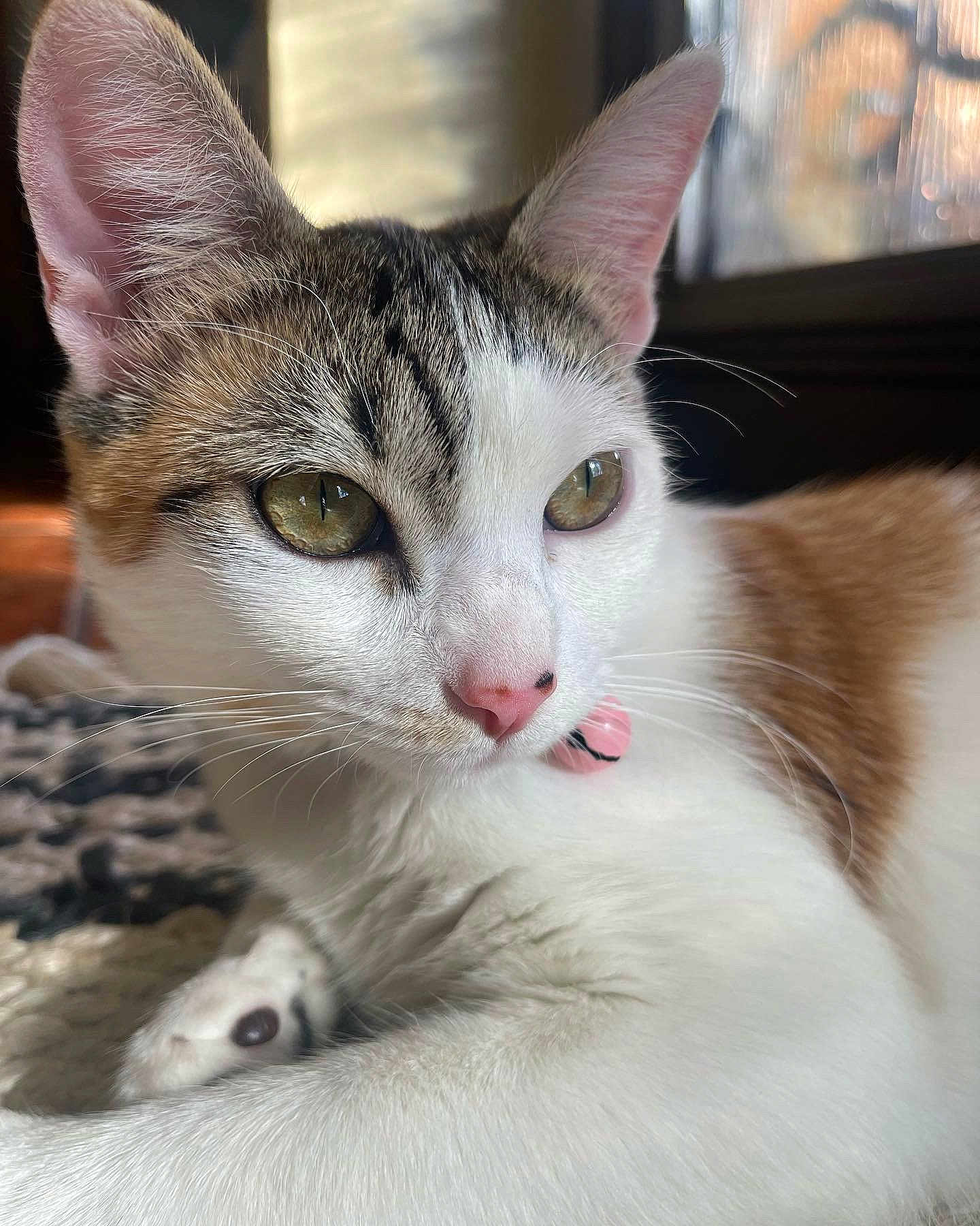 Ivory is registered to the contest to win money with this photo: cat, close_up, indoor, sunlight, window, whiskers, fur, pink_nose, green_eyes, pet, animal, domestic, curious, relaxed, collar, portrait, feline, soft_texture, resting, warm_light