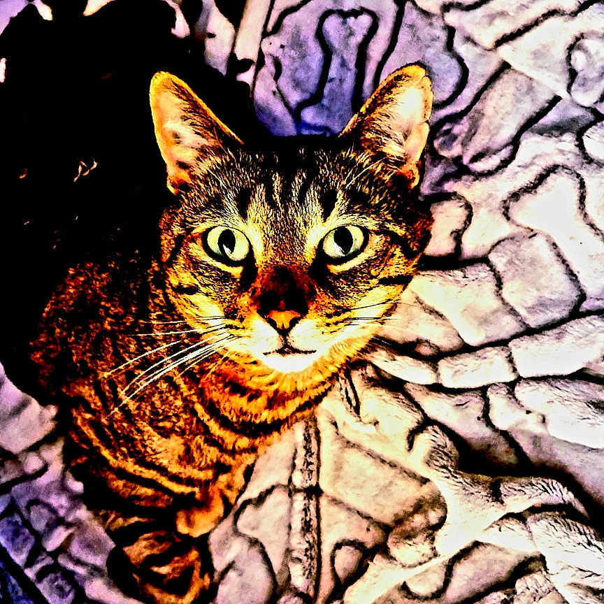 Walter T. Kat is registered to the contest to win money with this photo: abyssinian, accessories, animal, architecture, art, building, cat, collage, egyptiancat, kitten, manx, ocelot, ornament, painting, pet, stainedglass, tapestry, wall