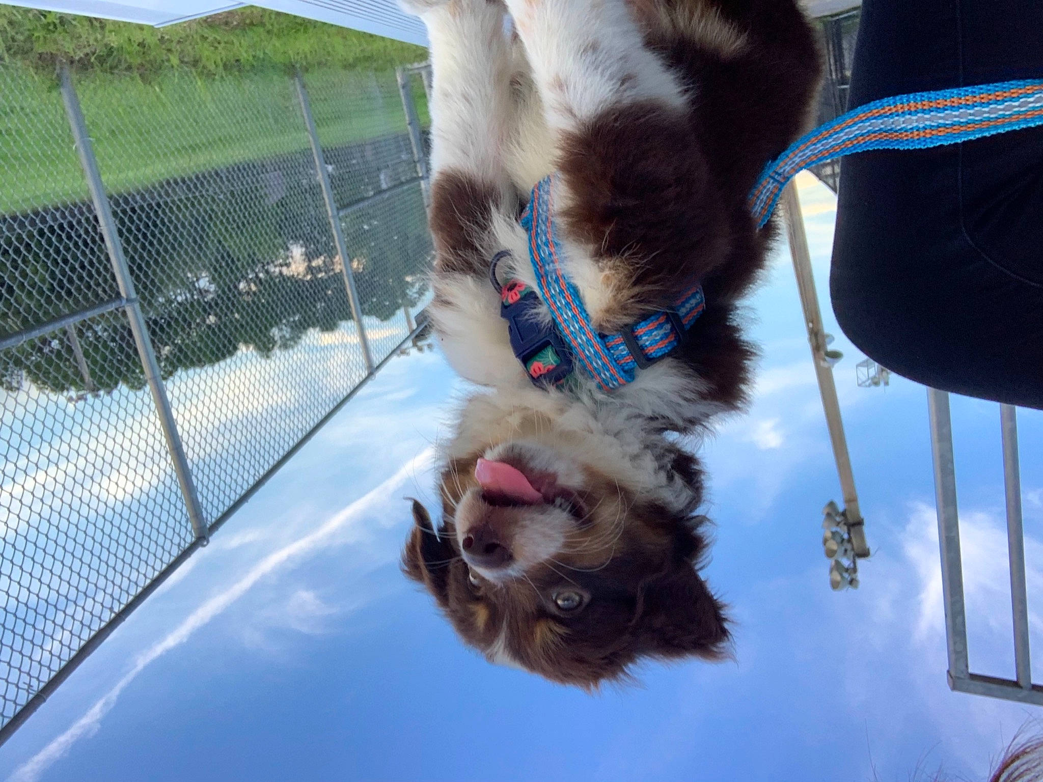 Maple joined the competition — help win amazing prizes! blue, carnivore, cloud, collar, companion_dog, dog, dog_breed, dog_collar, fawn, fence, fur, leash, mesh, pet_supply, sky, snout, sporting_group, tail, wire_fencing, working_animal