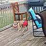animal, backyard, basketball, canine, casual, curious, daylight, dog, fence, grass, grill, leisure, outdoor, outdoor_furniture, pet, shorts, standing, summer, wooden_chair, wooden_deck