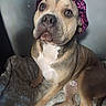 Kobe joined the competition — help win amazing prizes! animal, blanket, bonnet, brown, canine, cute, dog, ears, eyes, face, fur, indoor, nose, paw, pet, portrait, sitting, text_overlay, wall, white