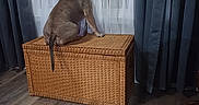 Kobe joined the competition — help win amazing prizes! animal, back_view, cozy, curious, curtains, dark_drapes, dog, domestic, flooring, furniture, home, indoor, peaceful, pet, quiet, room, watching, wicker_chest, window, wood_floor