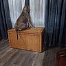 animal, back_view, cozy, curious, curtains, dark_drapes, dog, domestic, flooring, furniture, home, indoor, peaceful, pet, quiet, room, watching, wicker_chest, window, wood_floor