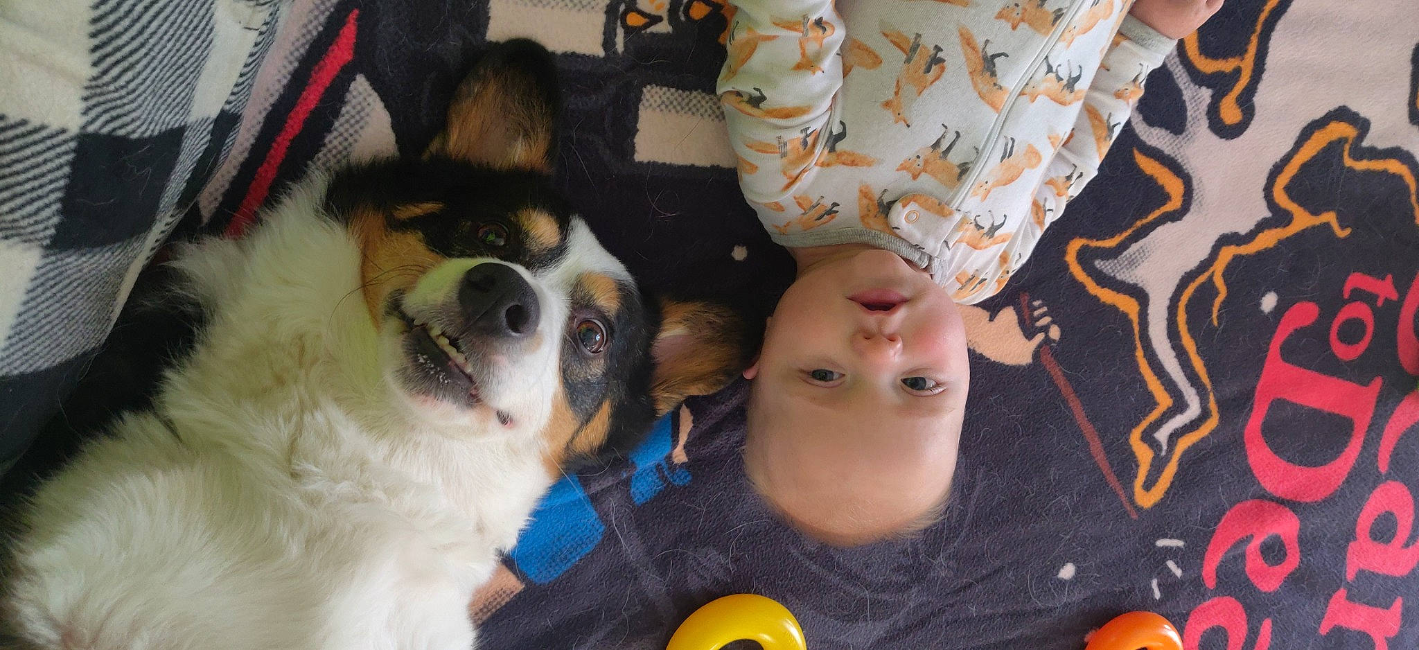 Lydia is registered to the contest to win money with this photo: baby, canidae, carnivore, child, companion_dog, dog, dog_breed, fawn, fun, fur, guard_dog, happy, lap, non_sporting_group, person, puppy_love, sporting_group, toddler, toy_dog, working_dog