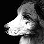 Shadow a rejoint le concours — aidez-le/la à gagner de superbes lots ! dog, close_up, black_and_white, portrait, animal, profile, fur, canine, side_view, monochrome, pet, muzzle, whiskers, focused, expression, eye, snout, studio, dark_background, detailed