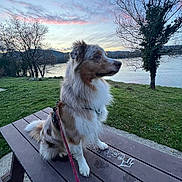 Shadow a rejoint le concours — aidez-le/la à gagner de superbes lots ! dog, picnic_table, leash, grass, river, tree, sky, sunset, outdoor, nature, water, bench, animal, fur, park, landscape, calm, scenic, side_view, quiet